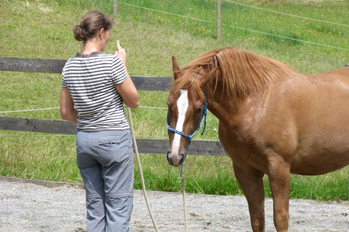 Sabine Junginger vermittelt im Horsemanship Basisseminar die Grundlagen der Kommunikation zwischen Mensch und Pferd durch Bodenarbeit Sabine Junginger vermittelt im Horsemanship Basisseminar die Grundlagen der Kommunikation zwischen Mensch und Pferd durch Bodenarbeit