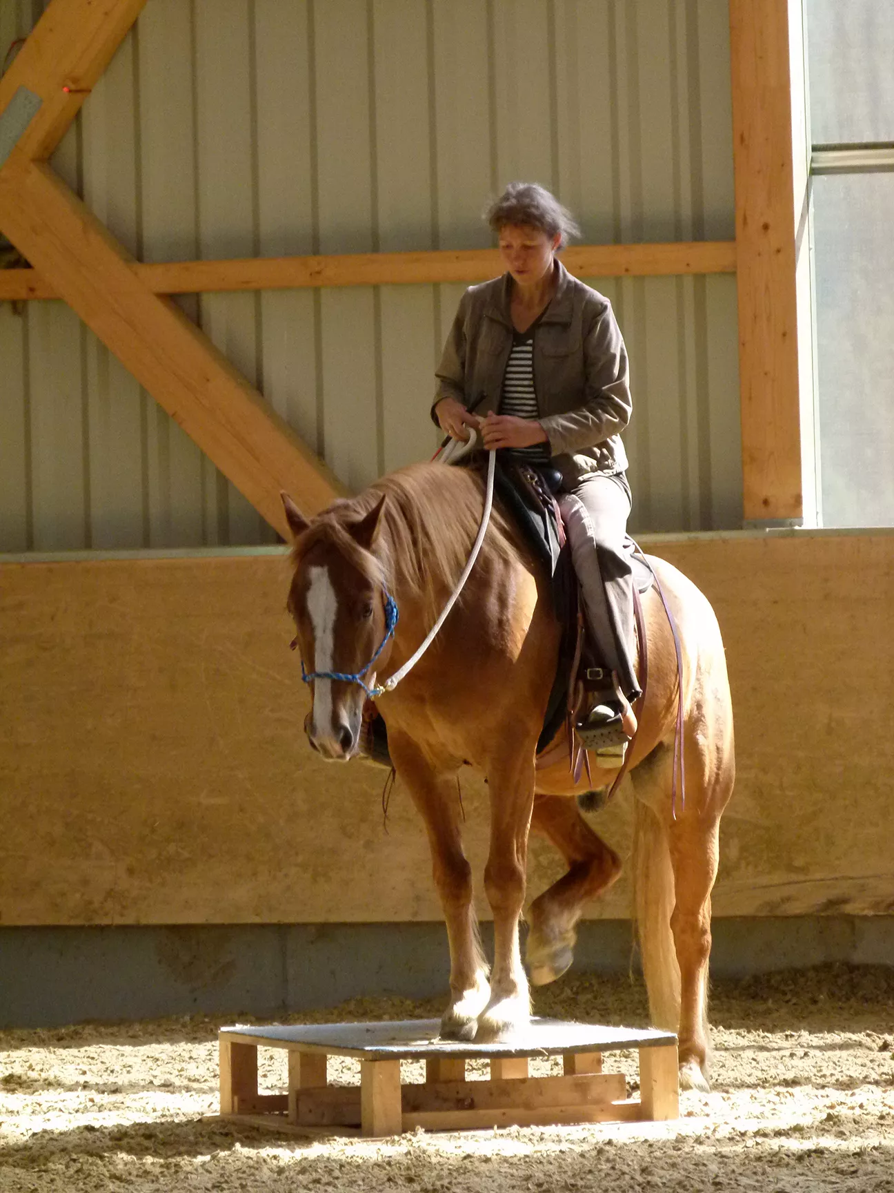 Sabine Junginger reitet konzentriert mit Schnurhalfter auf einem Haflinger in der Reithalle – Sinnbild für feinen Kontakt und Reiten ohne Gewalt