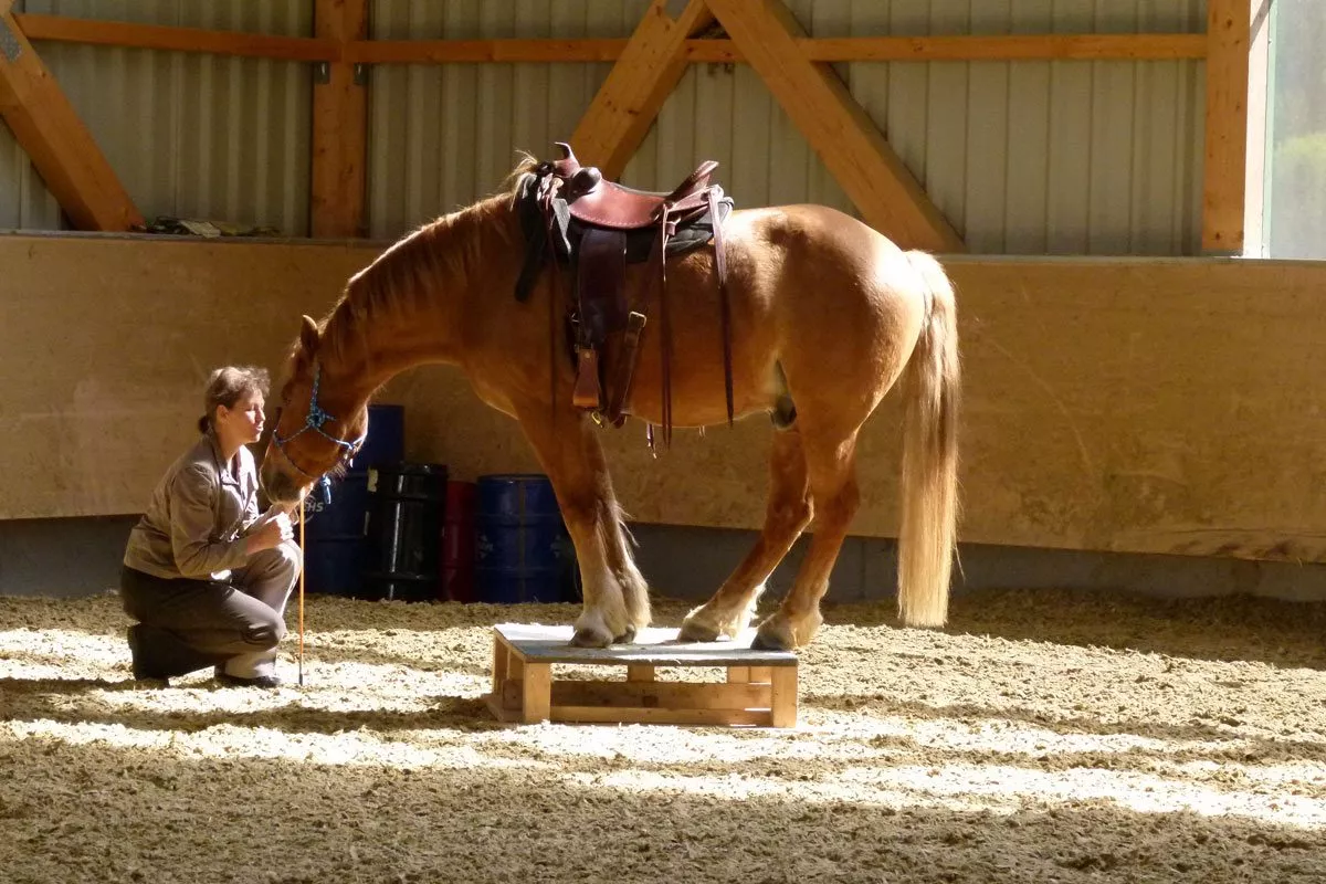 horsemanship-mein-angebot-ausbildung-pferd5-1200x800