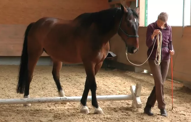 Sabine Junginger arbeitet mit einem Pferd im Roundpen – ruhige, klare Kommunikation im Horsemanship Unterricht