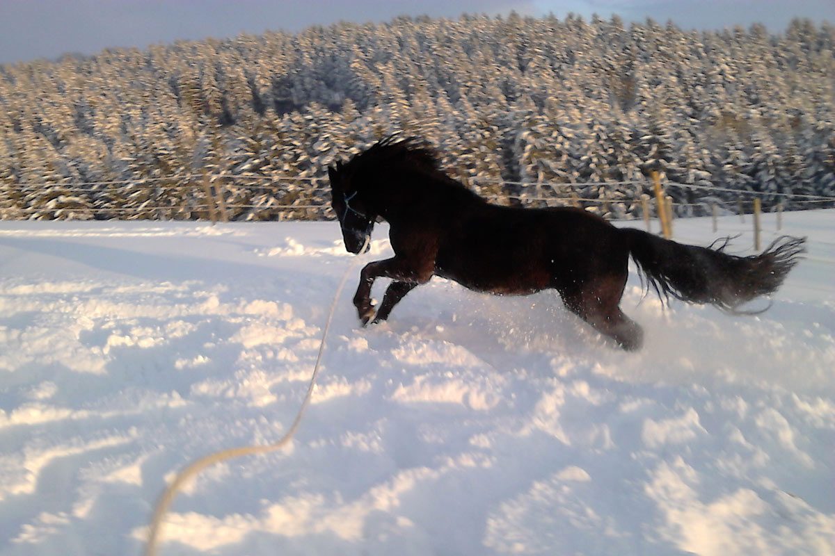 Pferd im Geländetraining beim Horsemanship mit Fokus auf Vertrauen, Gelassenheit und sicherer Kommunikation im Freien Pferd im Geländetraining beim Horsemanship mit Fokus auf Vertrauen, Gelassenheit und sicherer Kommunikation im Freien