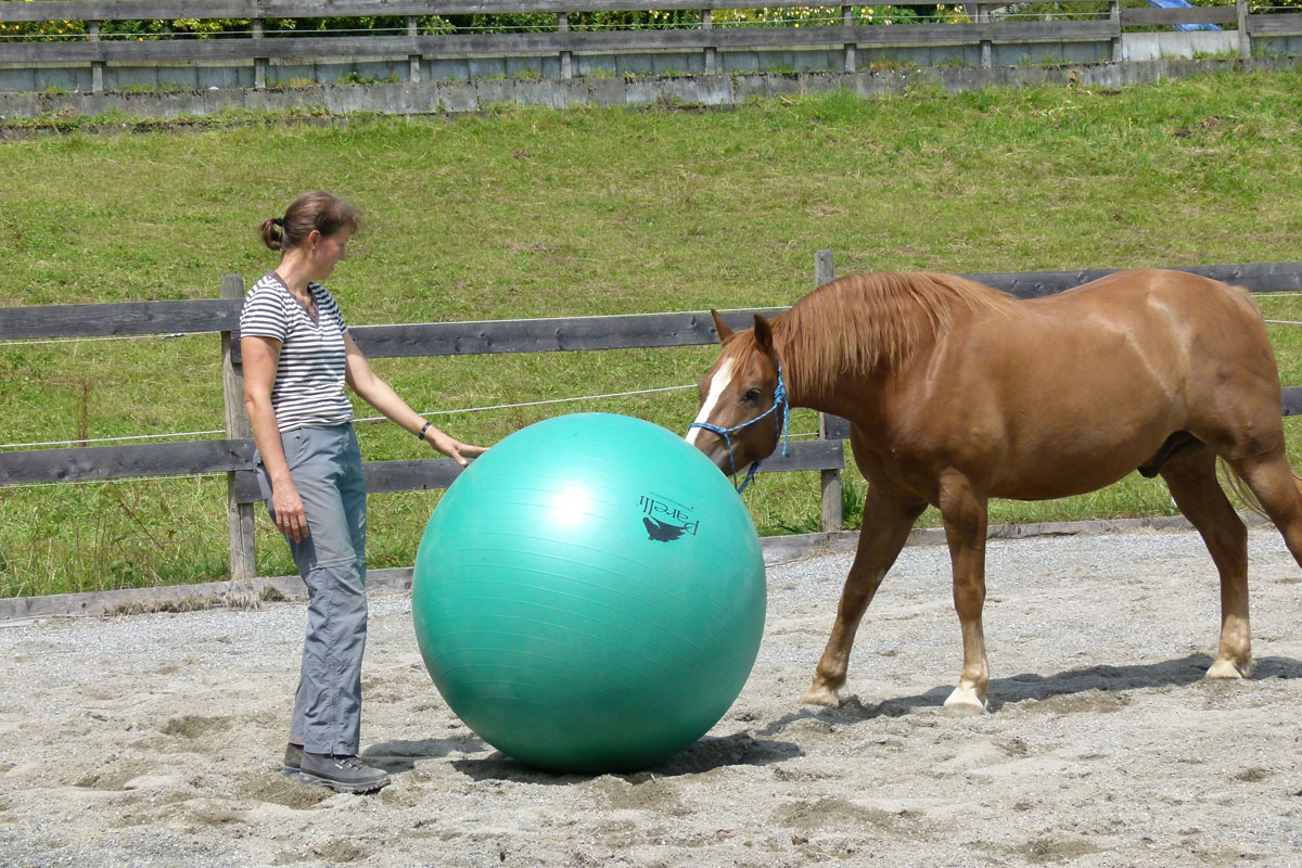 Frau trainiert im Horsemanship Schnupperseminar mit einem Pferd und einem Gymnastikball zur Förderung von Vertrauen und Gelassenheit Frau trainiert im Horsemanship Schnupperseminar mit einem Pferd und einem Gymnastikball zur Förderung von Vertrauen und Gelassenheit