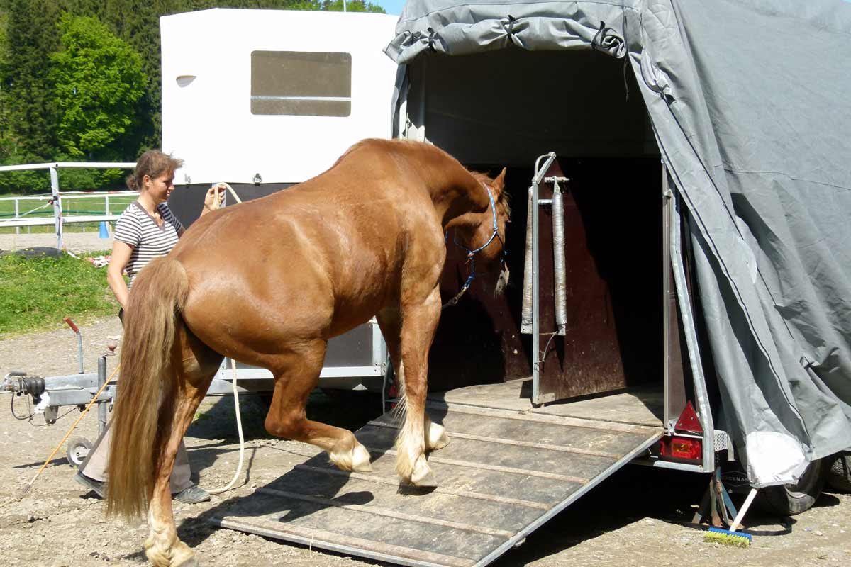 Pferd betritt beim Verladetraining ruhig und vertrauensvoll einen Pferdeanhänger unter Anleitung von Sabine Junginger Pferd betritt beim Verladetraining ruhig und vertrauensvoll einen Pferdeanhänger unter Anleitung von Sabine Junginger